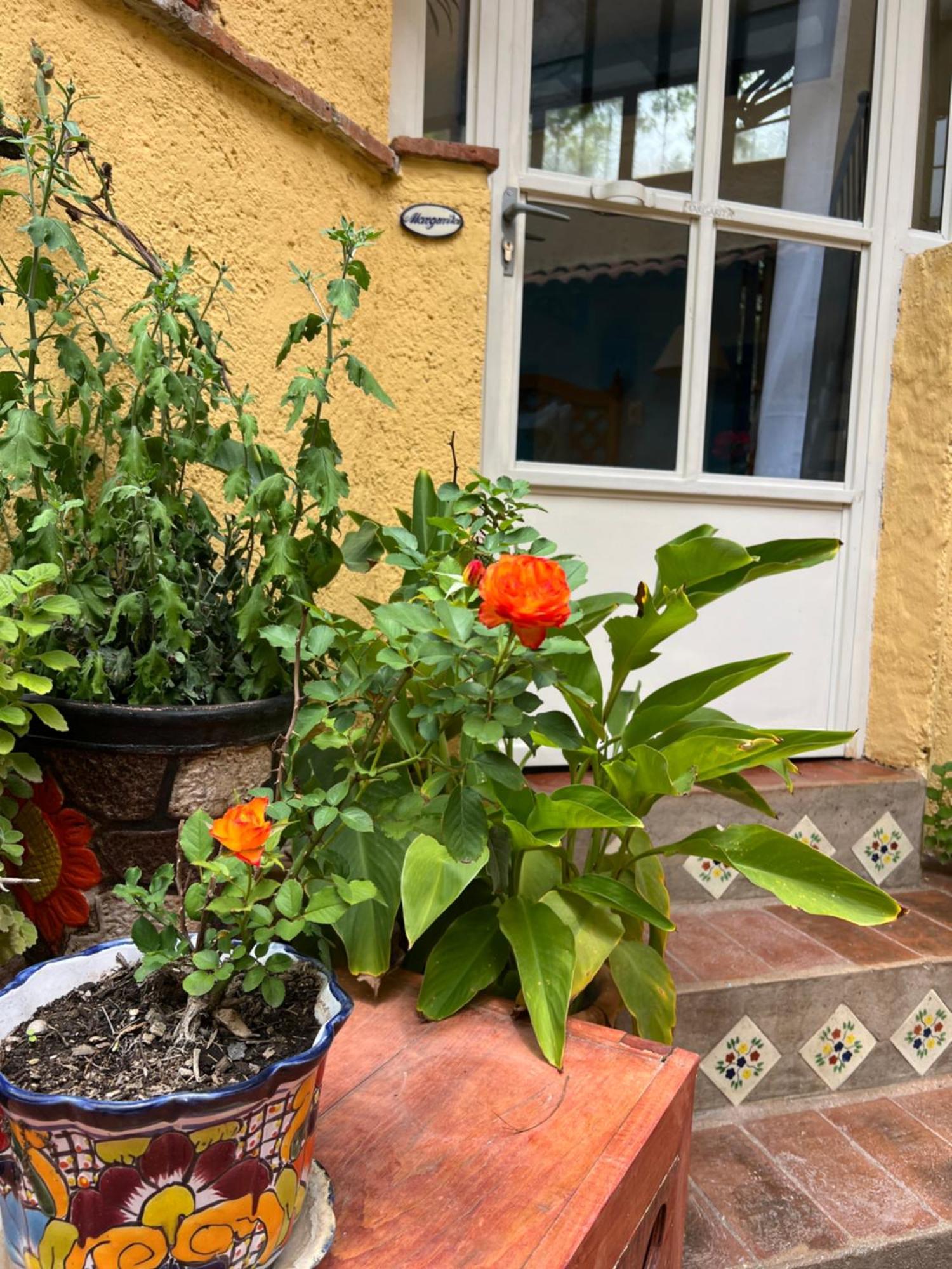 Boutique Hotel Casa Camellia San Miguel de Allende Eksteriør bilde